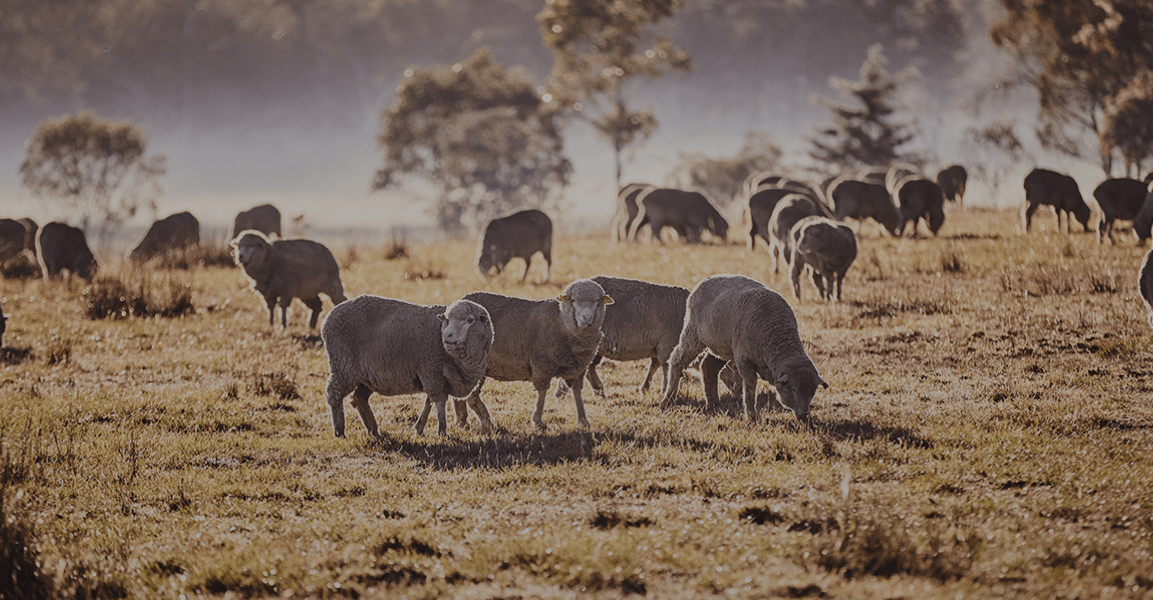 Wool Appreciation Course