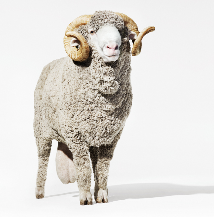 The Woolmark Company