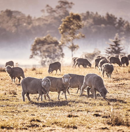 Australian Wool Innovation