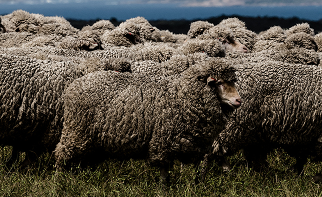Cours sur la connaissance de la laine