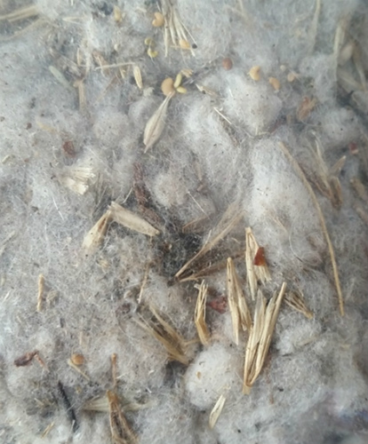 Module 2: Characteristics of raw wool contaminants